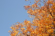 Herbst Herbstblätter Wald Baum Natur