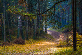 Fototapeta Na ścianę - Jesienna leśna droga