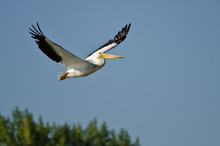 American White Pelican Flying Low Over The Marsh