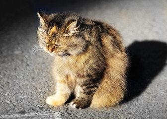 Beautiful sad cat 