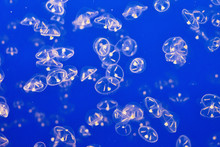 Many Umbrella Jellyfish (Eutonina Indicans)