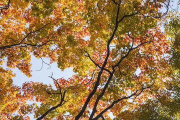 maple