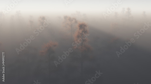 Fotoboard na płycie Promienie słońca przez zamglony las sosnowy.