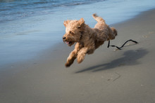 Irish Terrier Dog Running Along The Beach