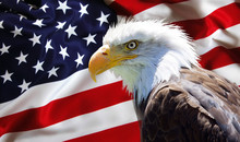North American Bald Eagle On American Flag