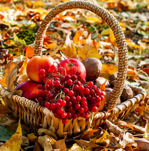 Harvest Apple, Cranberry, Mushrooms In A Basket