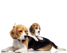 Beautiful Beagle Family Isolated On White