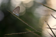 Butterfly On A Plant Stem, Bekasi, West Java, Indonesia
