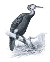 Illustration Of The Great Cormorant - Phalacrocorax Carbo
