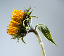 Side View Of A Sunflower