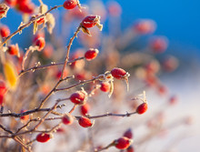 The Red Berries Of A Rose-hip In The Winter In Snow