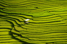 Beautiful Landscape Green Terraced Rice Field In Mu Cang Chai, V