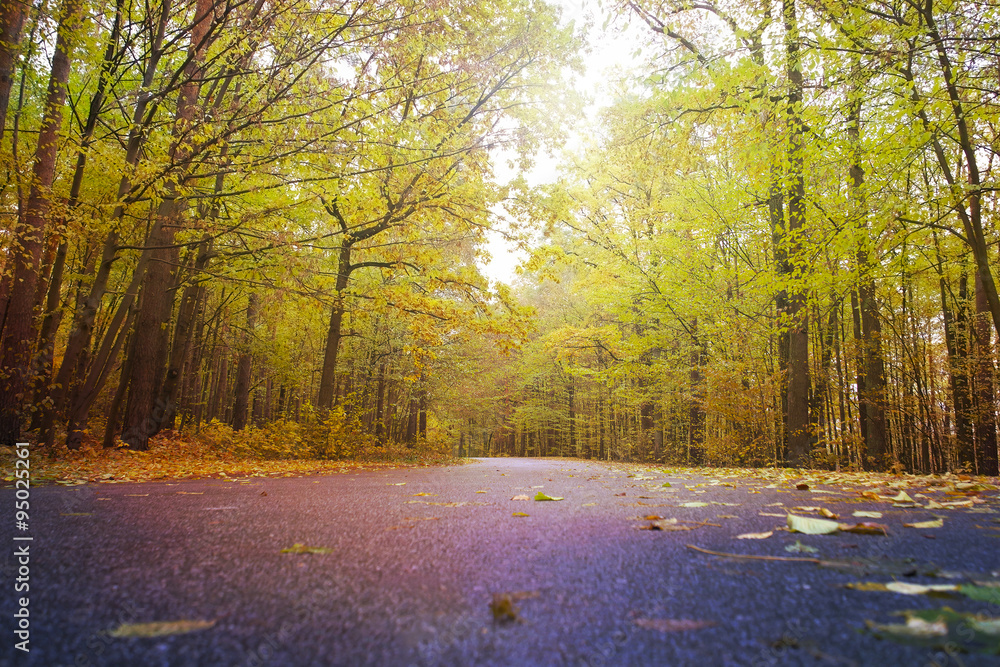 Forest road in autumn - obrazy, fototapety, plakaty 