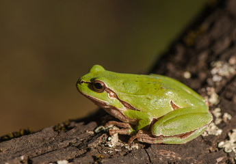 green tree frog