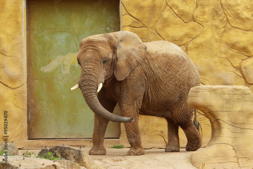 Słoń afrykański w Zoo w Dvur Kralowe (Czechy). - obrazy, fototapety, plakaty 