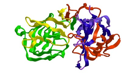 Wall Mural - Molecular structure of enzyme pepsin