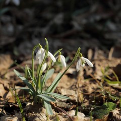 Wall Mural - Snowdrops