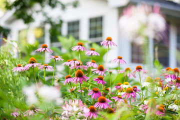 Coneflowers in bloom in a summer backyard garden