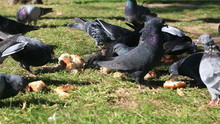 A Group Of Pigeons That Are Feeding Of The Ground