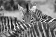 Zebra versteckt sich