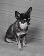 Black chihuahua portrait over grey background