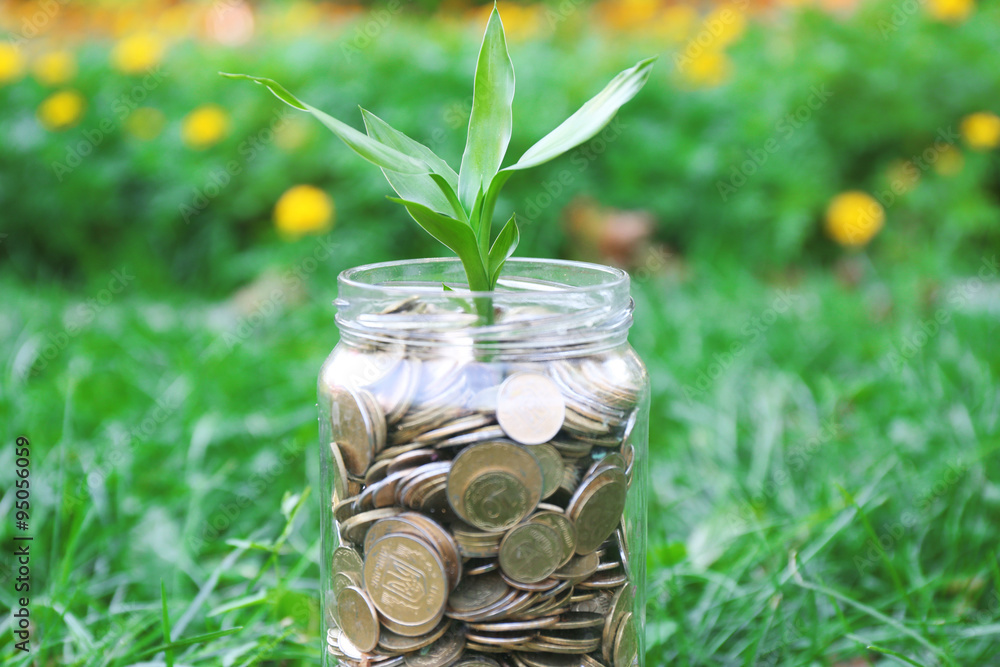 Plant growing in coins outside