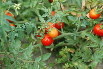 Canvas Print - Red small tomatoes ready to pick in the garden outdoors