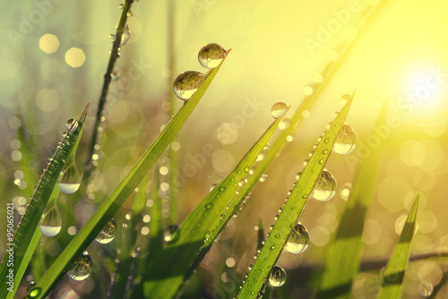 Fotografía Fresh grass with dew drops at sunrise. Nature Background