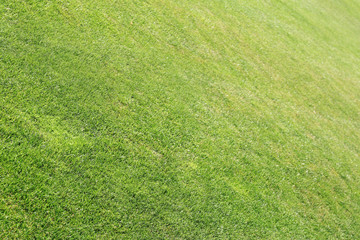 Wall Mural - Green grass closeup