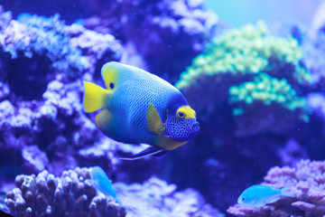 Wall Mural - Bluefaced angelfish, Pomacanthus xanthometopon, can be found along the tropical reef