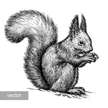 Engrave Squirrel Illustration