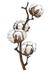 Hand made vector sketch of cotton plants.