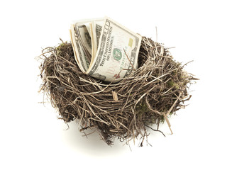 Wall Mural - Dollar bills in bird nest isolated on white