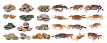  Crab And Enamel Venus Shell, Clam Shellfish, Surf Clam, Mussel,