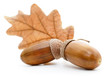 Oak acorns with leaf.
