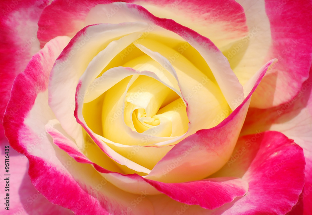 Beautiful heart of a colorful rose - obrazy, fototapety, plakaty 