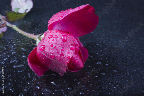 Fototapeta na wymiar beautiful bud red rose in water drops on black background