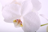 Fototapeta Panele - white orchid flower with water droplets macro separately on a wh