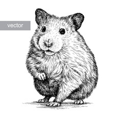 Engrave Hamster Illustration