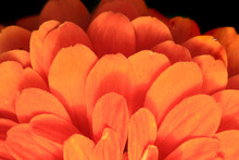 Detail Of Orange Flower