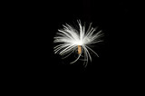 Fototapeta Dmuchawce - fluffy seed on black background