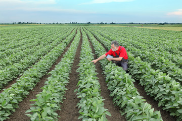 Wall Mural - Farmer or agronomist in soy bean field