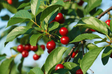 Canvas Print - cherry branch