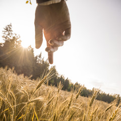 Wall Mural - Male hand about to touch a ripening golden ear of wheat in the m