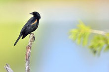 Red-shouldered Blackbird (Agelaius Assimilis)