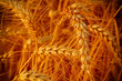 © Željko Radojko - wheat closeup