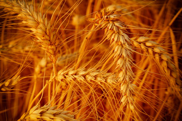 Wall Mural - wheat closeup