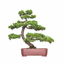Bonsai Tree Of Pine