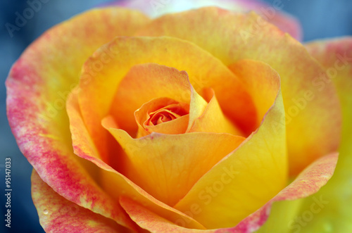 Naklejka na szafę Macro shot of a Rose with shades of red, orange and yellow.