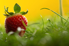 Wild Strawberry In A Green Grass